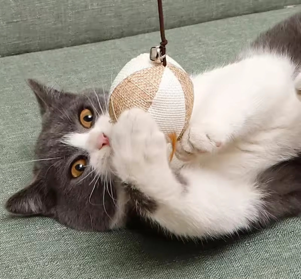 Cat Toy