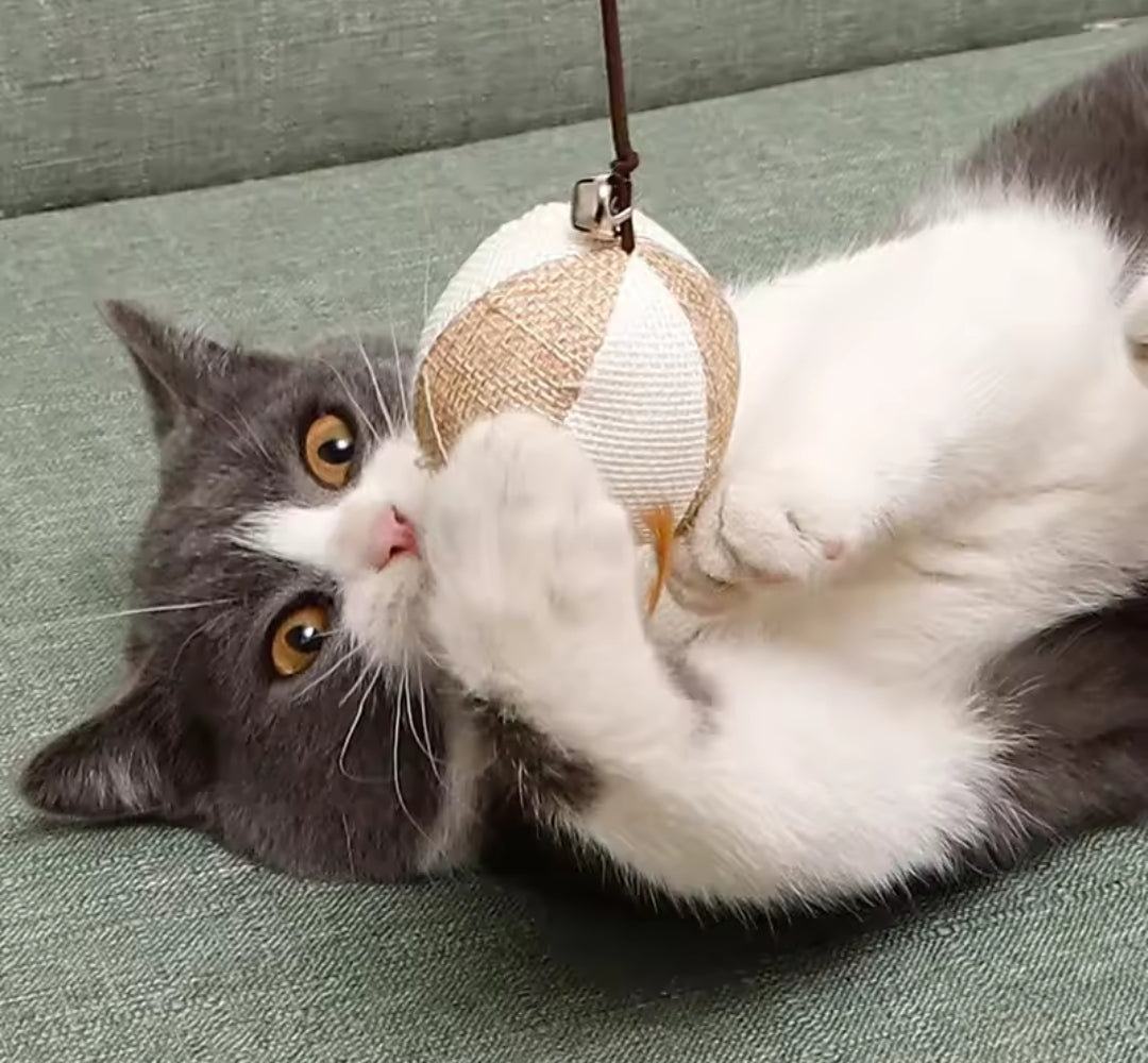 Cat Toy