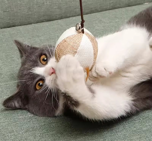 Cat Toy